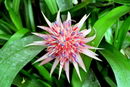 Aechmea Fasciata